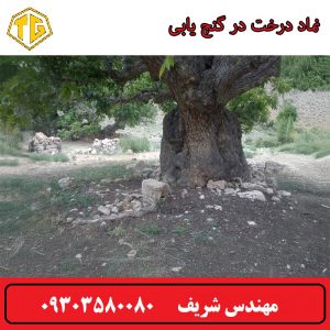 نماد درخت در گنج یابی